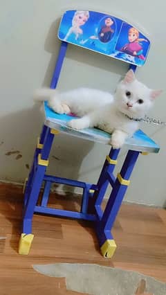 Persian kitten sale  age 5 manth 03192862004