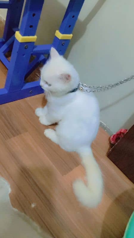 Persian kitten sale  age 5 manth 03192862004 1