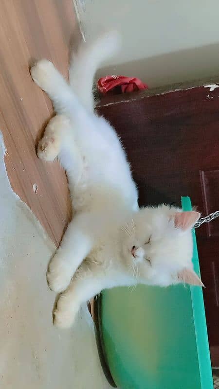 Persian kitten sale  age 5 manth 03192862004 3