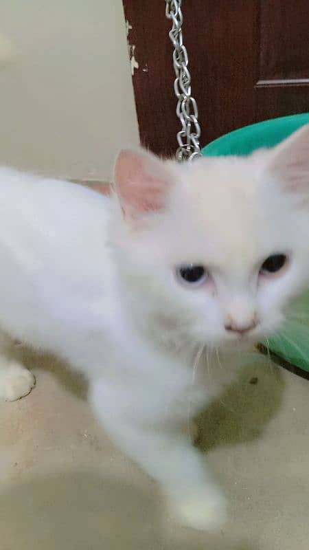 Persian kitten sale  age 5 manth 03192862004 4