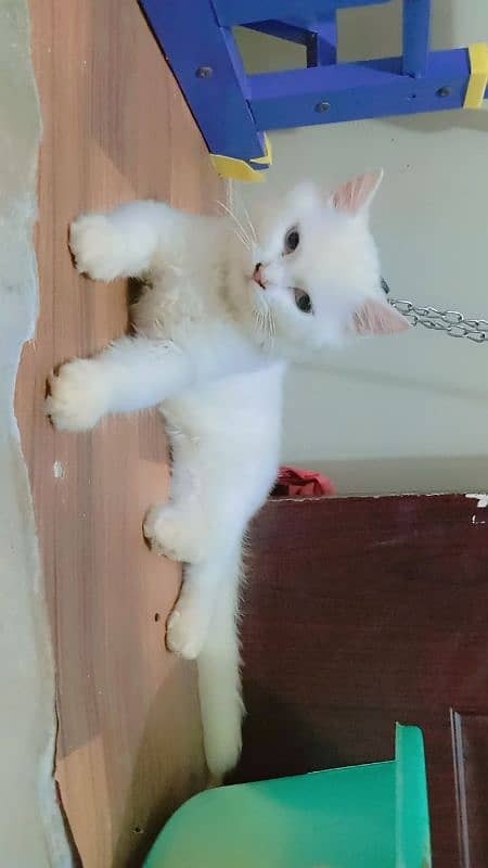 Persian kitten sale  age 5 manth 03192862004 5