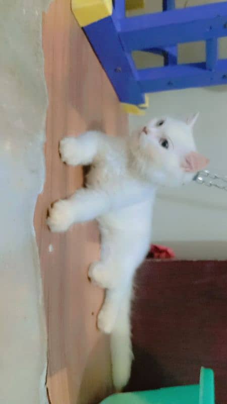 Persian kitten sale  age 5 manth 03192862004 6