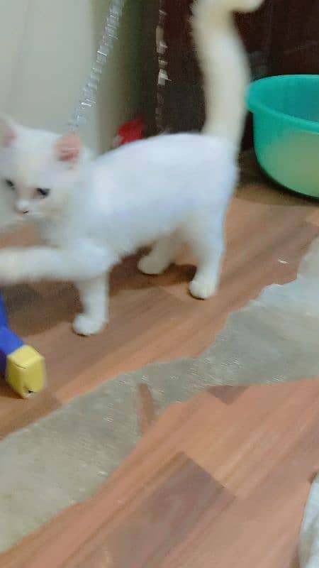 Persian kitten sale  age 5 manth 03192862004 7