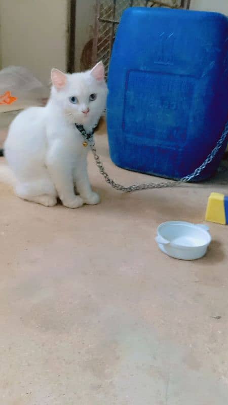 Persian kitten sale  age 5 manth 03192862004 9