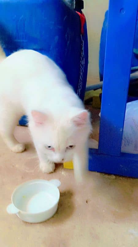 Persian kitten sale  age 5 manth 03192862004 10