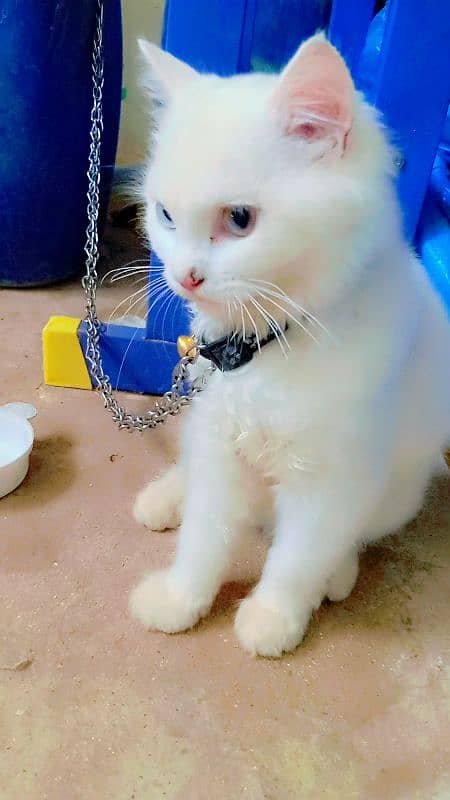 Persian kitten sale  age 5 manth 03192862004 11