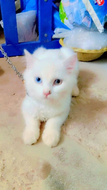 Persian kitten sale  age 5 manth 03192862004 12