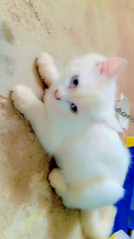 Persian kitten sale  age 5 manth 03192862004 13