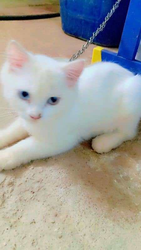 Persian kitten sale  age 5 manth 03192862004 16