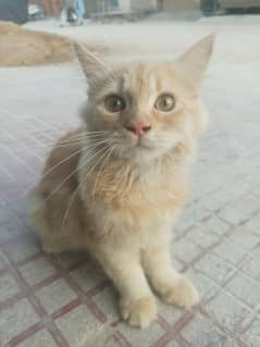 for sell Persian cat