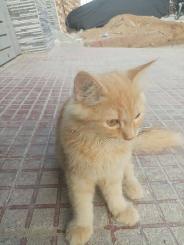 for sell Persian cat 1