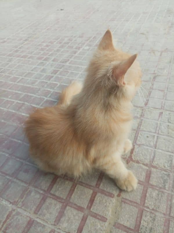 for sell Persian cat 2