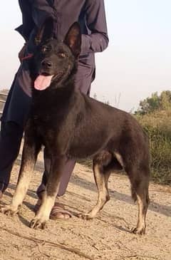 Belgium Shepherd Male full security guard age 12 month