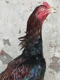 pure aseel 1 male 3 female outclass for sale at reasonable price