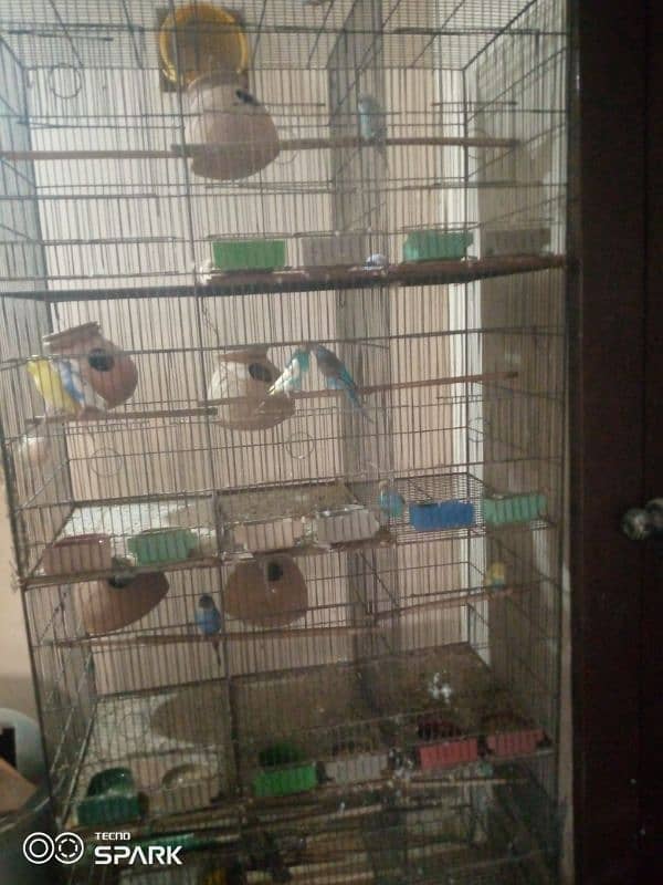 bird cage 1