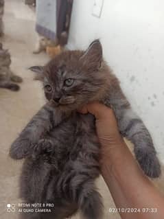 Adorable Persian Kitten for Sale 0