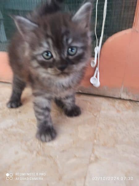 Adorable Persian Kitten for Sale 1