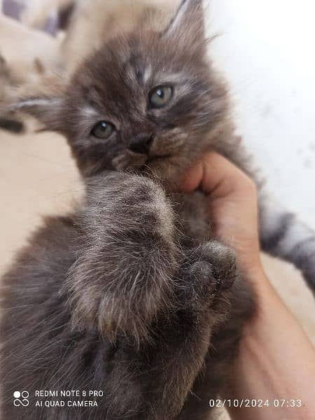 Adorable Persian Kitten for Sale 2