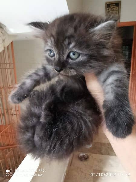 Adorable Persian Kitten for Sale 3