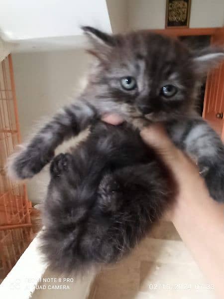 Adorable Persian Kitten for Sale 4