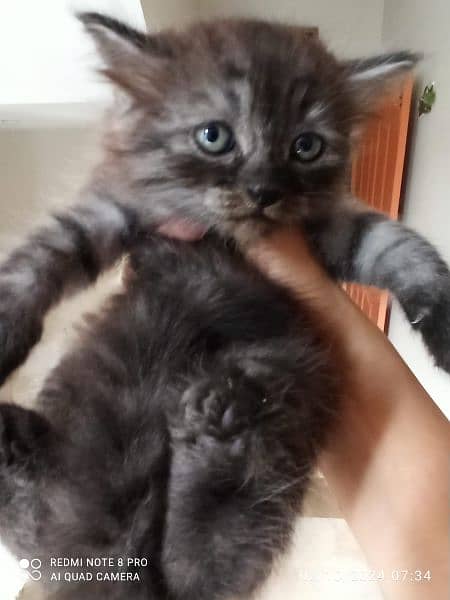 Adorable Persian Kitten for Sale 5