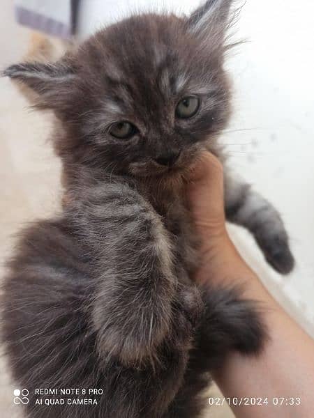 Adorable Persian Kitten for Sale 6