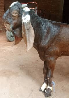 Khoobsorat Laal Daba Bakra for sale