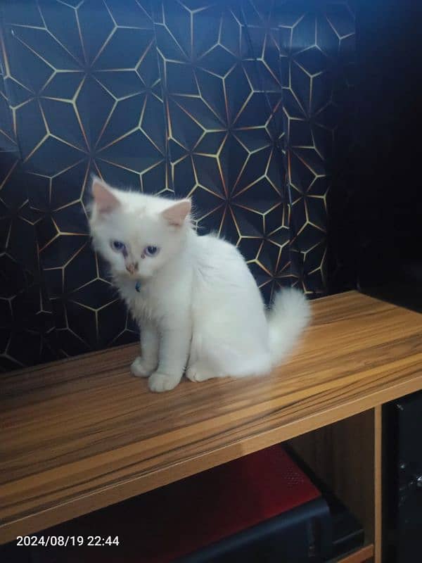 2month kitten very friendly and family 4