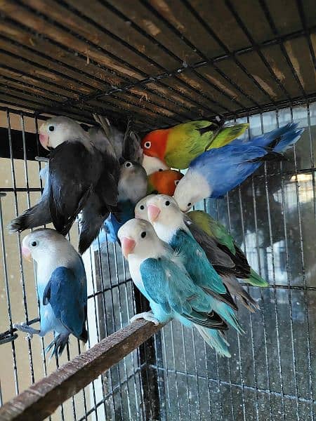 Quality opaline and split opaline lovebirds 0