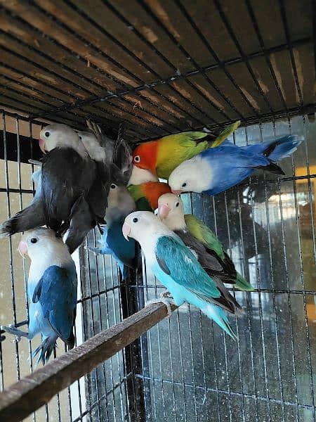 Quality opaline and split opaline lovebirds 1