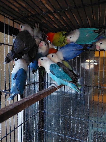 Quality opaline and split opaline lovebirds 2