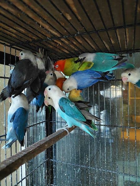 Quality opaline and split opaline lovebirds 3