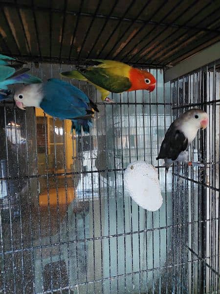 Quality opaline and split opaline lovebirds 4