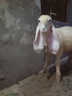 sheep|kajla chatra | ککہ  کجلا  چھترا