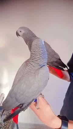 African grey parrot