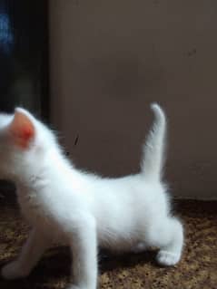 punch face Persian kitten