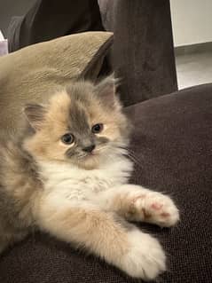 Persian cat / Persian kittens / triple coated / punch face/ peki face