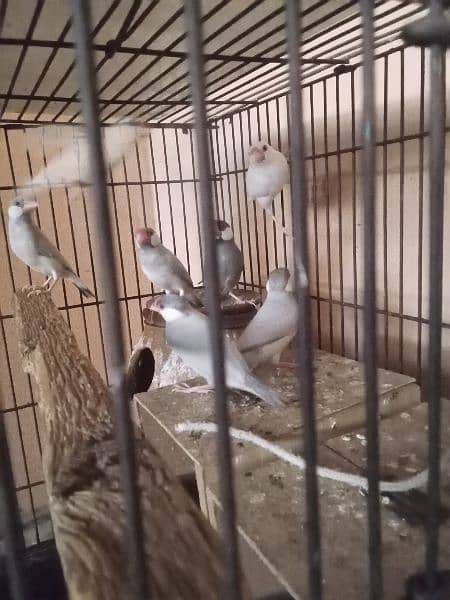 Java finch for sale 0