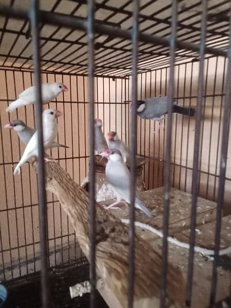 Java finch for sale 1