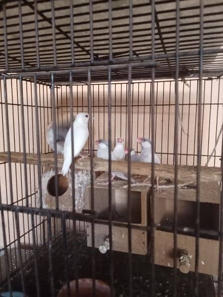 Java finch for sale 2