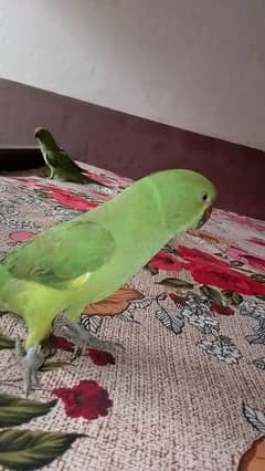 PARROTS PAIR FOR SALE