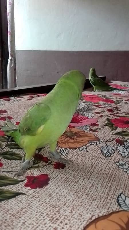 PARROTS PAIR FOR SALE 1