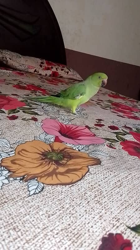 PARROTS PAIR FOR SALE 2