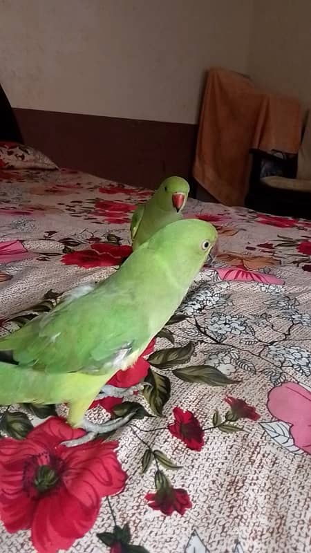 PARROTS PAIR FOR SALE 3