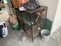 heavy gauge big cage with parrots for sale