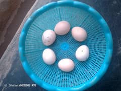 Aseel Eggs available