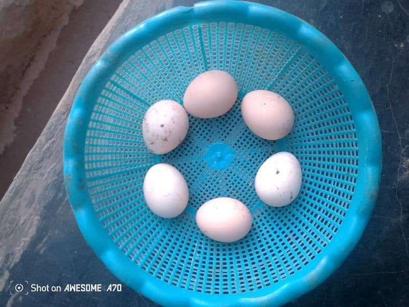 Aseel Eggs available 0