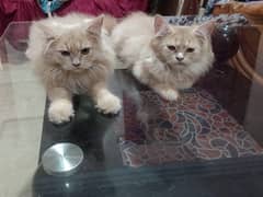 persian cat pair