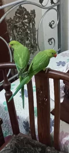 Green parrot get 2 Australian parrot is free