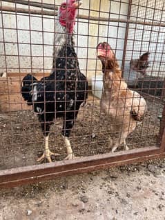 Misri , Ayam Cemani , White, Golden Buff , Lohman, Aseel For Sell